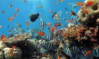 一线吃瓜娱乐圈by海底监